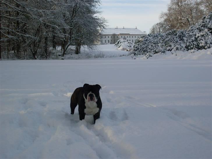Olde english bulldogge Moris ( RIP ) billede 15