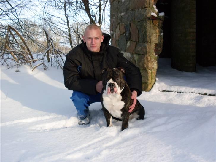 Olde english bulldogge Moris ( RIP ) billede 16