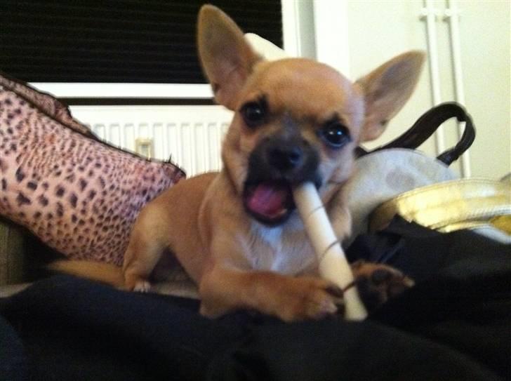 Chihuahua Tyson billede 1