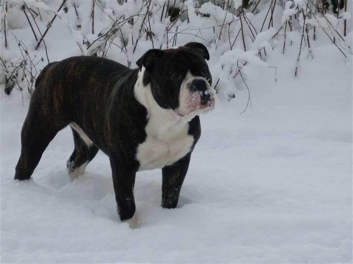Olde english bulldogge Moris ( RIP ) billede 17