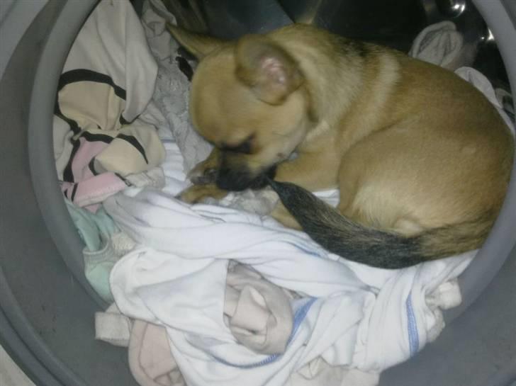 Chihuahua Tyson billede 2