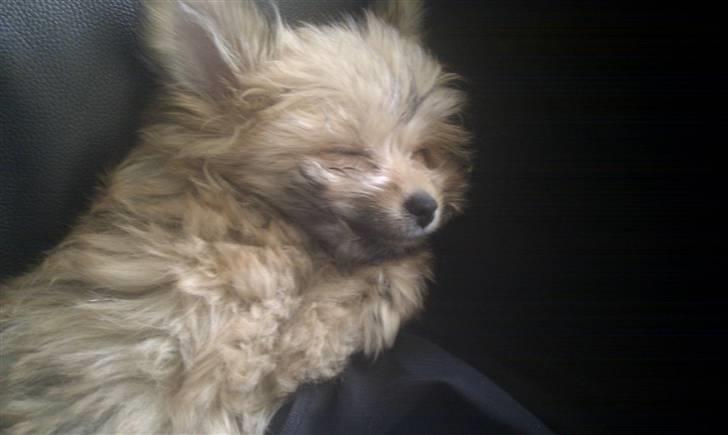 Blanding af racer Castell - Se hvor hun smiler :-) billede 2