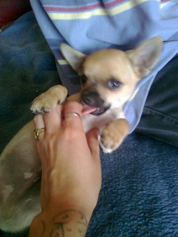 Chihuahua Tyson billede 3