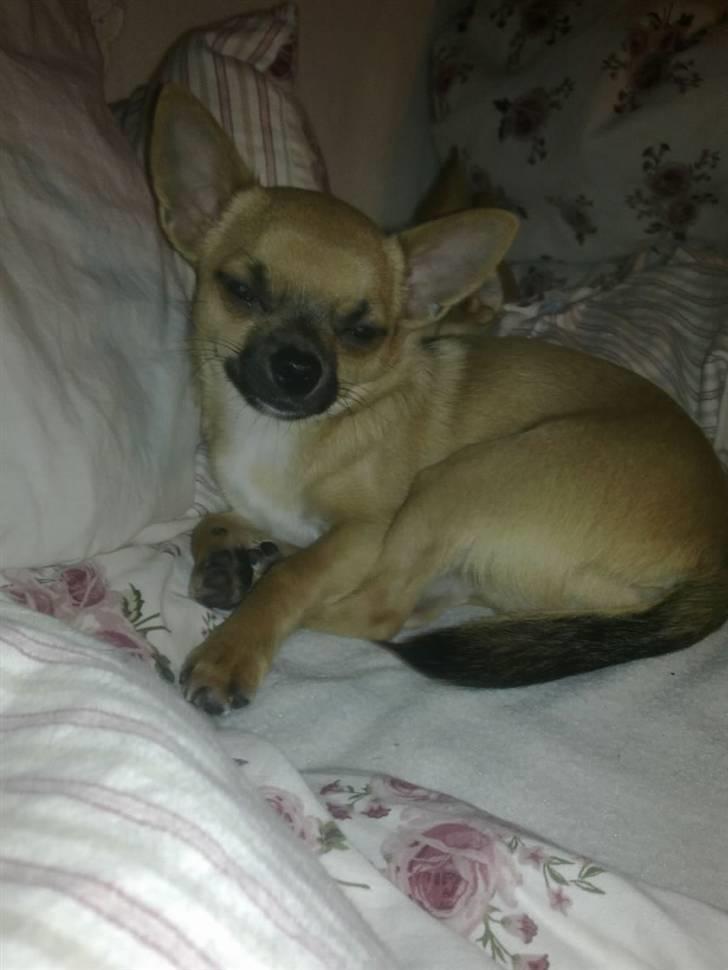 Chihuahua Tyson billede 4