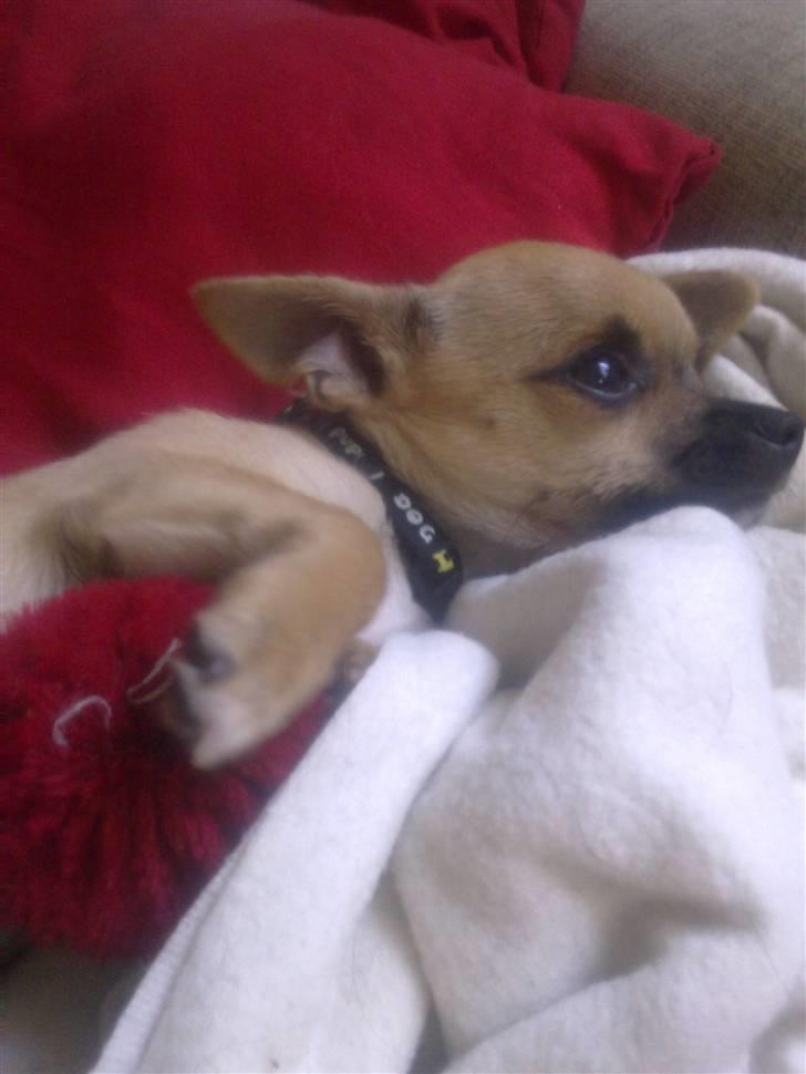 Chihuahua Tyson billede 5