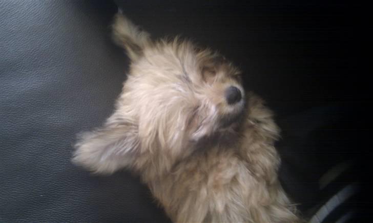 Blanding af racer Castell - Min smukke lille baby. billede 3