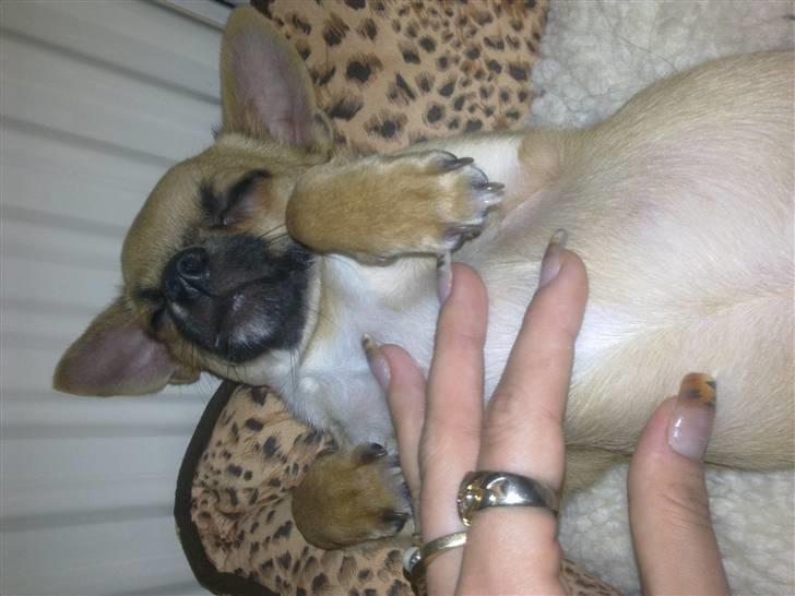 Chihuahua Tyson billede 6