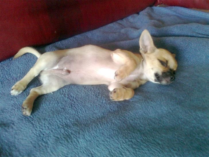 Chihuahua Tyson billede 7