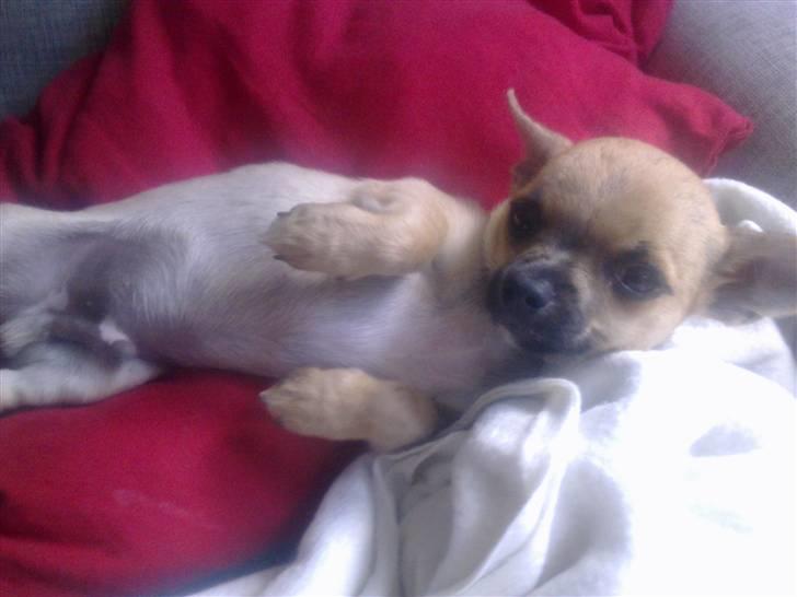 Chihuahua Tyson billede 8