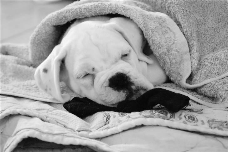 Boxer Kida  - Putter. 10 uger billede 8