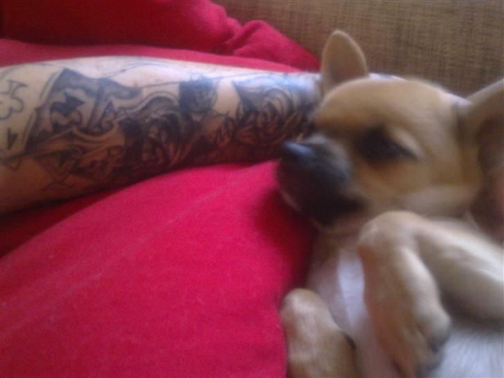 Chihuahua Tyson billede 9