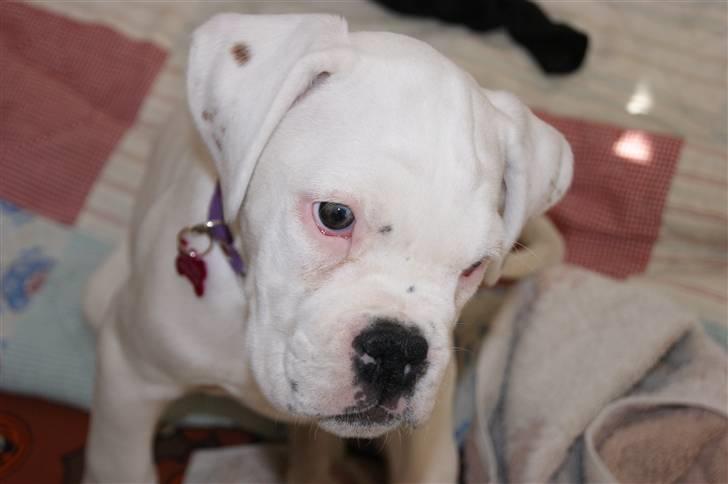 Boxer Kida  - 10 uger billede 9