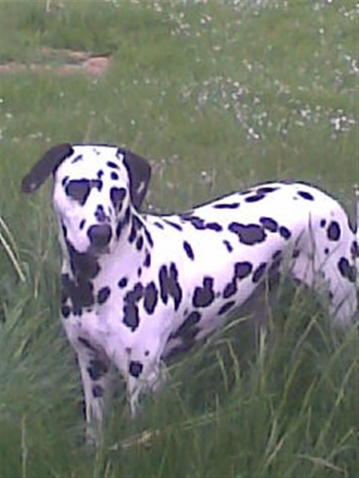 Dalmatiner tezz - se mig far billede 1