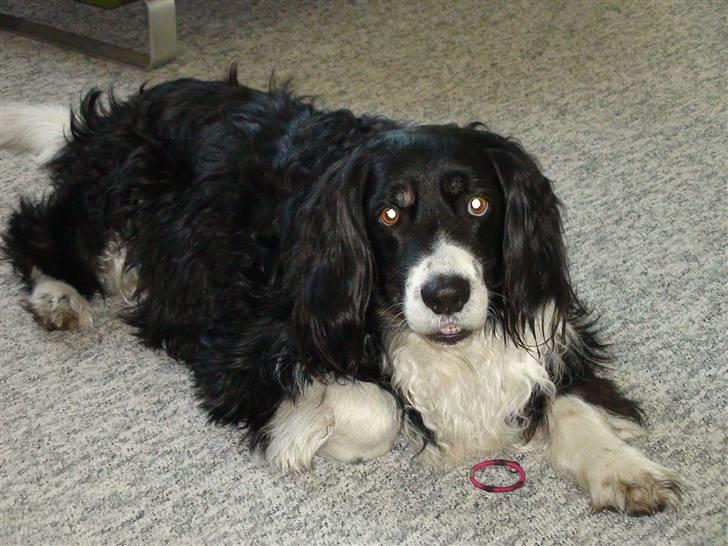 Blanding af racer viktor RIP 4/1-2011 - sådan kommer man til at se ud efter kastration - sikken pels :o) billede 8