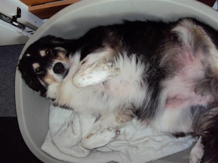 Blanding af racer tulle billede 19