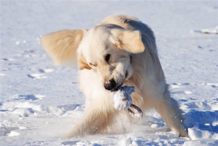 Golden retriever Crusader Of The World billede 1