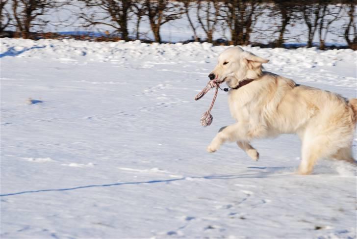 Golden retriever Crusader Of The World billede 2