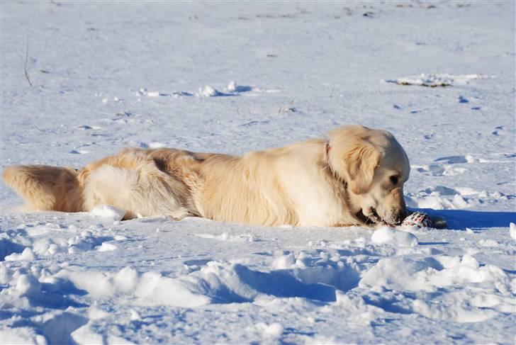 Golden retriever Crusader Of The World billede 3