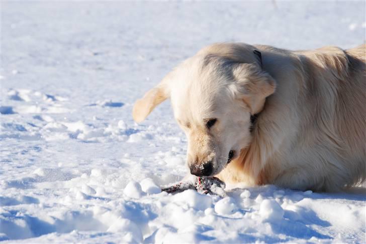 Golden retriever Crusader Of The World billede 4
