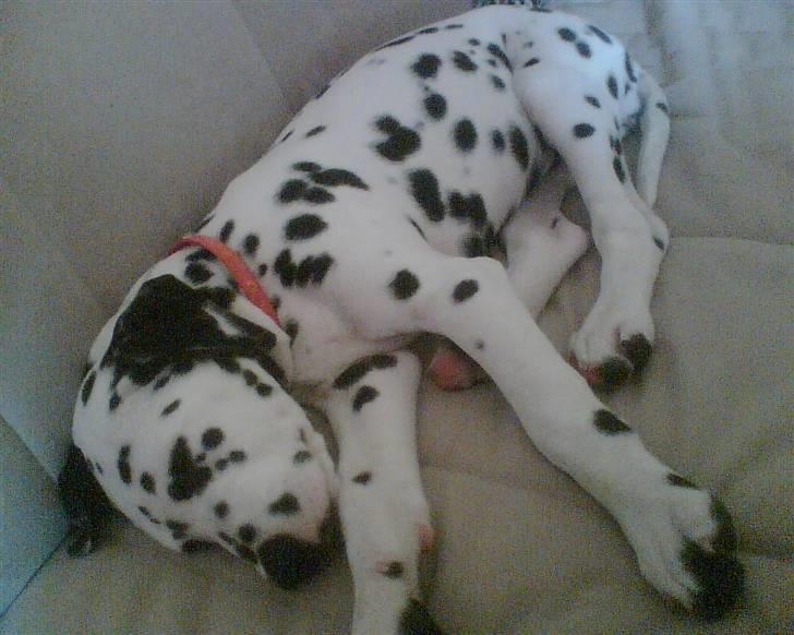 Dalmatiner tezz - pyy det er hårdt og lege billede 2