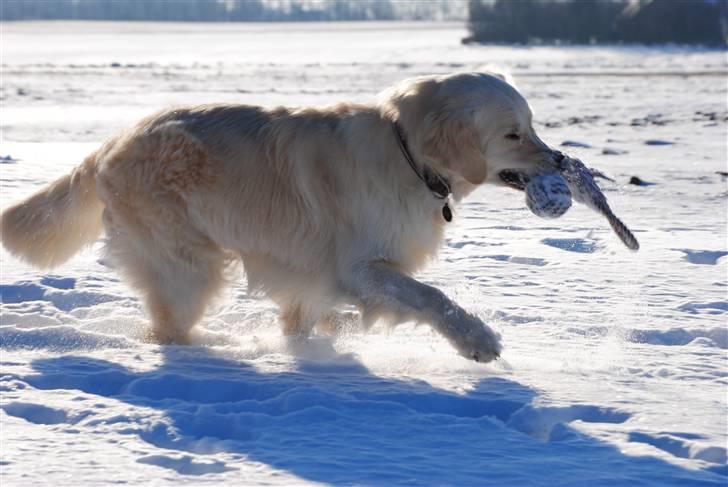 Golden retriever Crusader Of The World billede 5