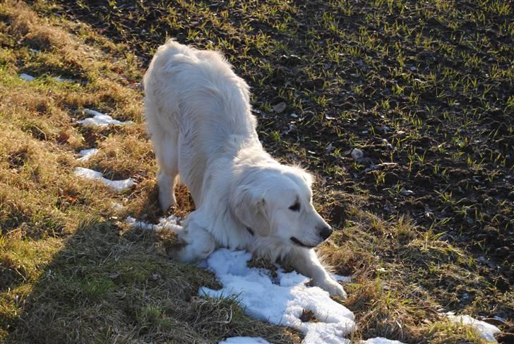 Golden retriever Crusader Of The World billede 6