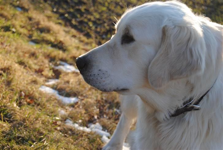 Golden retriever Crusader Of The World billede 7