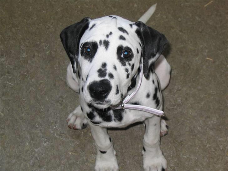 Dalmatiner tezz - tag nu det billede, så jeg kan lege. billede 3