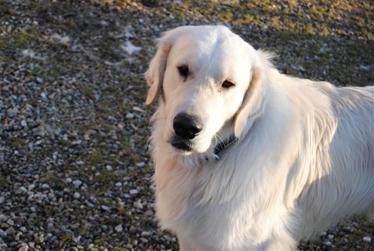 Golden retriever Crusader Of The World billede 8