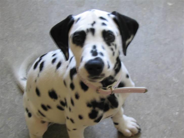 Dalmatiner tezz - hvor længe skal jeg sidde pænt far? billede 4