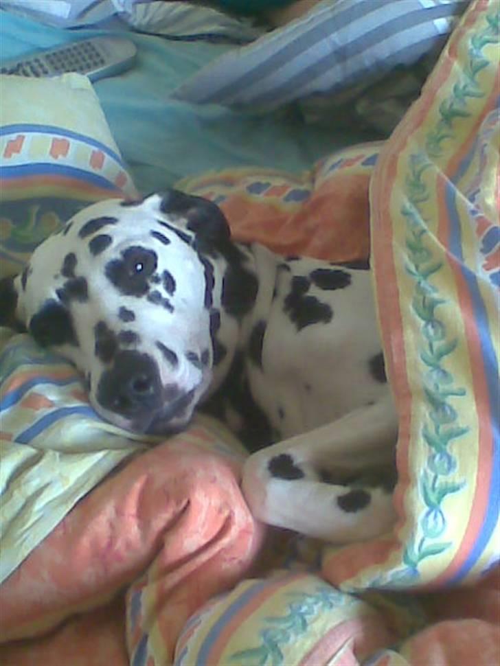 Dalmatiner tezz - gå nu væk, jeg prøver på at sove billede 5