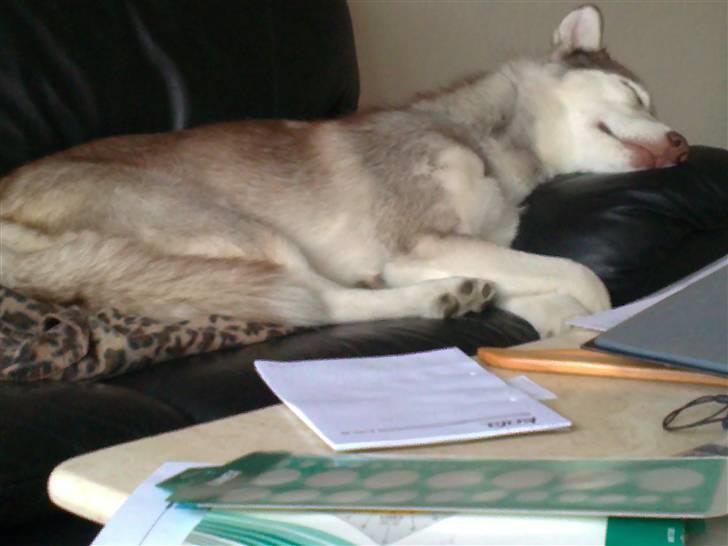 Siberian husky Micha billede 8