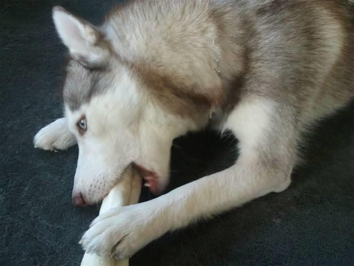 Siberian husky Micha billede 9