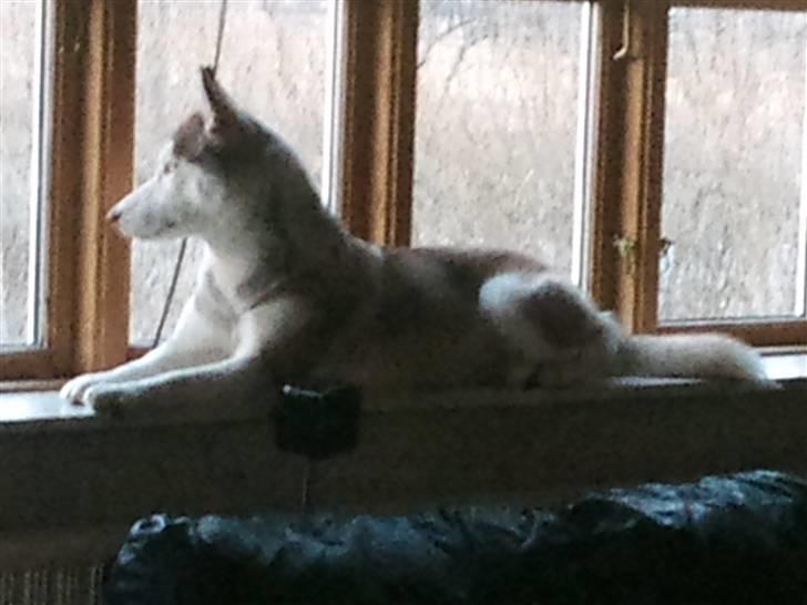 Siberian husky Micha billede 10