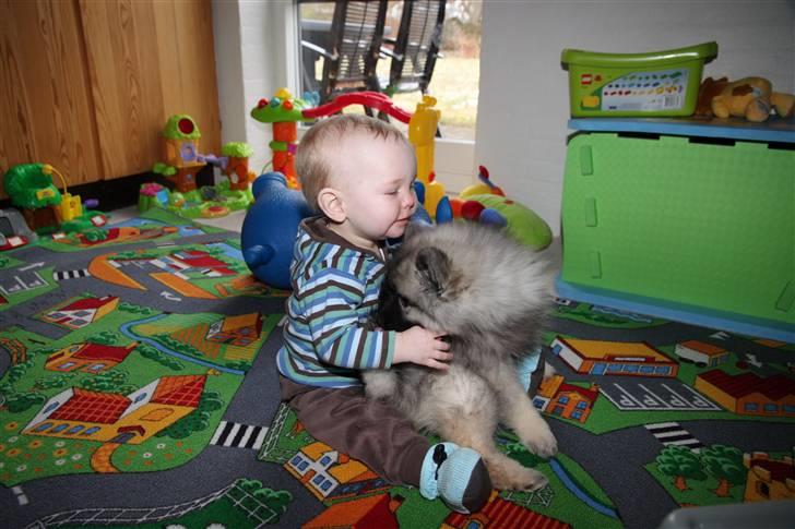 Keeshond Keesho's Gaya - Min nye bedste ven. Min "lillebror". Tror jeg kommer til og ligge i fodenden af sengen, når han kommer ud af tremmesengen. billede 6