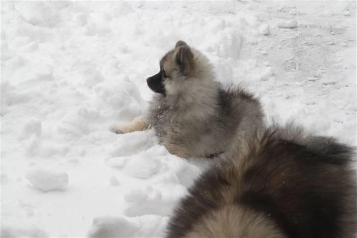 Keeshond Keesho's Gaya - Hvad sker der lige der?? billede 7