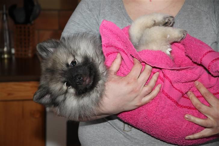 Keeshond Keesho's Gaya - Dejligt at blive tørret, når man har været ude og lege i sneen. billede 8