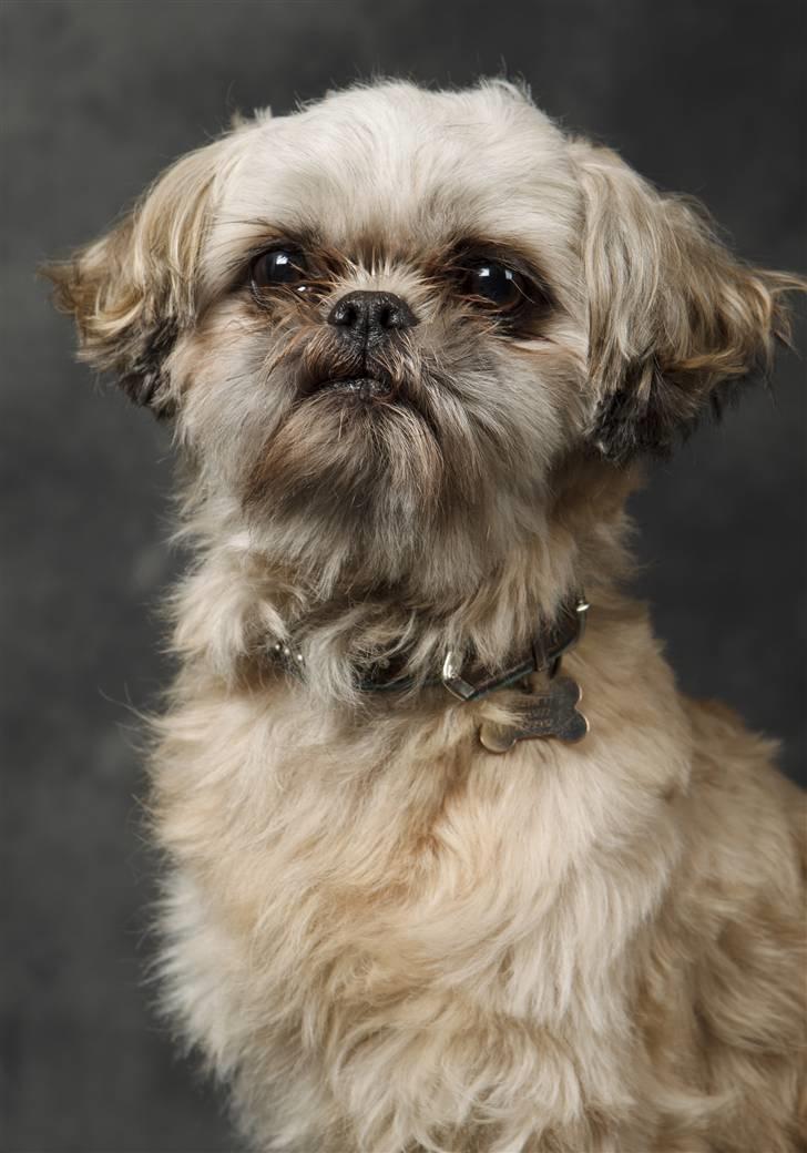 Shih tzu Gizmo *Besøgsven*  - Fotograf : TOSAFOTO ... MÅ IKKE KOPIERES! billede 11