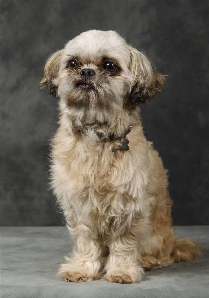 Shih tzu Gizmo *Besøgsven*  - Fotograf : TOSAFOTO ... MÅ IKKE KOPIERES! billede 12