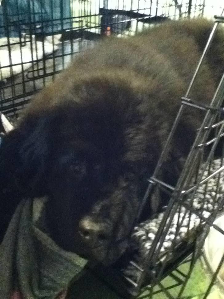 Newfoundlænder Ursulas Zampare (Nufi) - jeg elsker dig men nu VIL JEG ALTSÅ SOVE billede 1