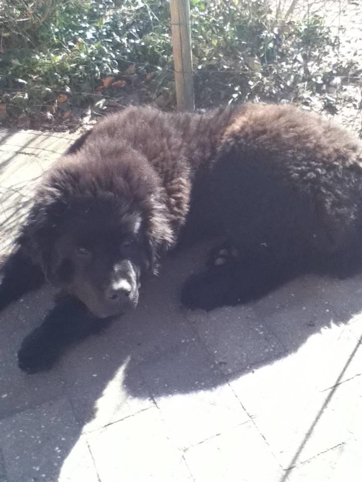 Newfoundlænder Ursulas Zampare (Nufi) billede 2