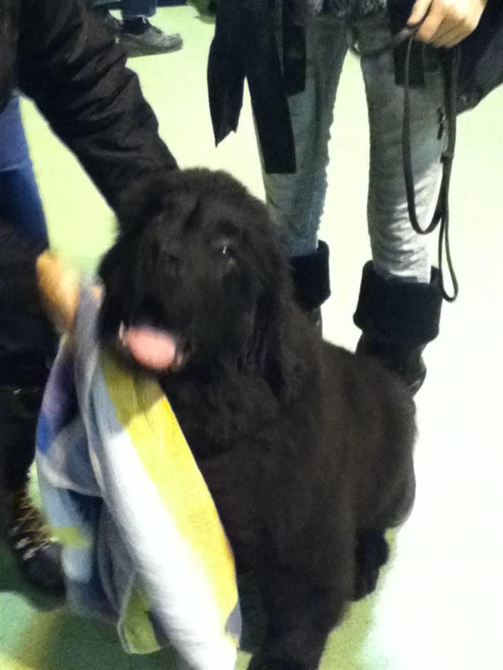 Newfoundlænder Ursulas Zampare (Nufi) - ajj nu igen billede 3