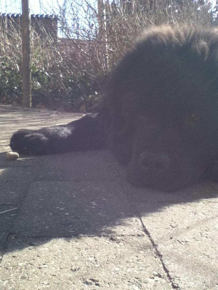 Newfoundlænder Ursulas Zampare (Nufi) - åhh gå væk du skykker for solen billede 4