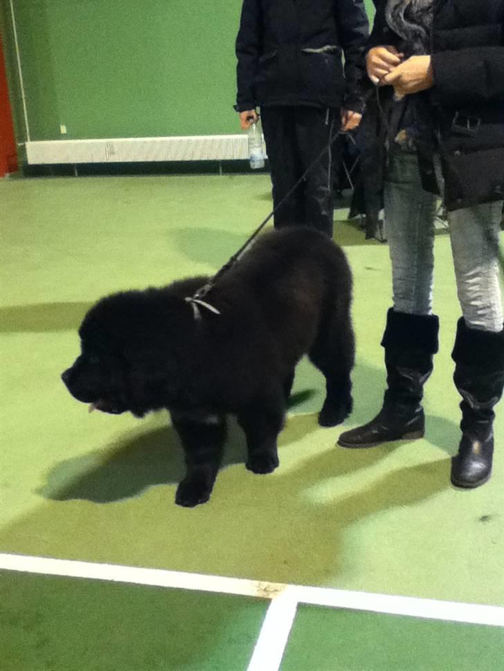 Newfoundlænder Ursulas Zampare (Nufi) - wauu udstilling billede 5