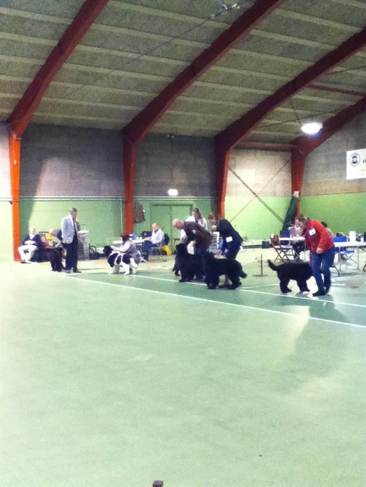 Newfoundlænder Ursulas Zampare (Nufi) - først udstilling jaa billede 6