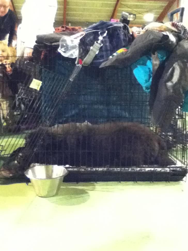 Newfoundlænder Ursulas Zampare (Nufi) - hmm skal jeg gå ud og tage en tår? billede 7