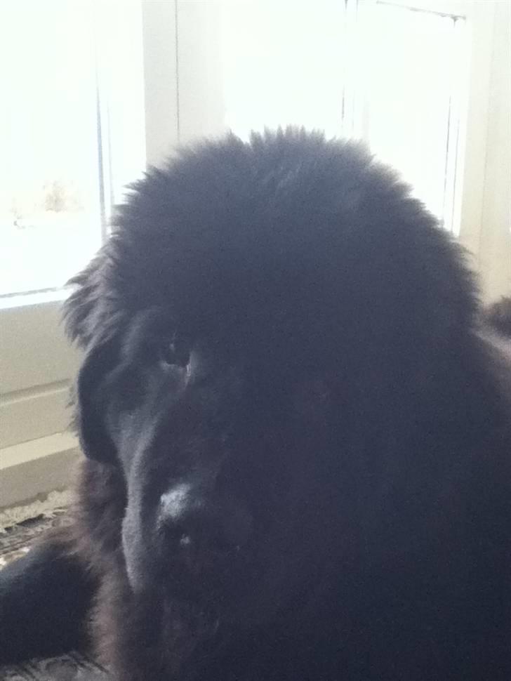 Newfoundlænder Ursulas Zampare (Nufi) - heii<3 billede 8