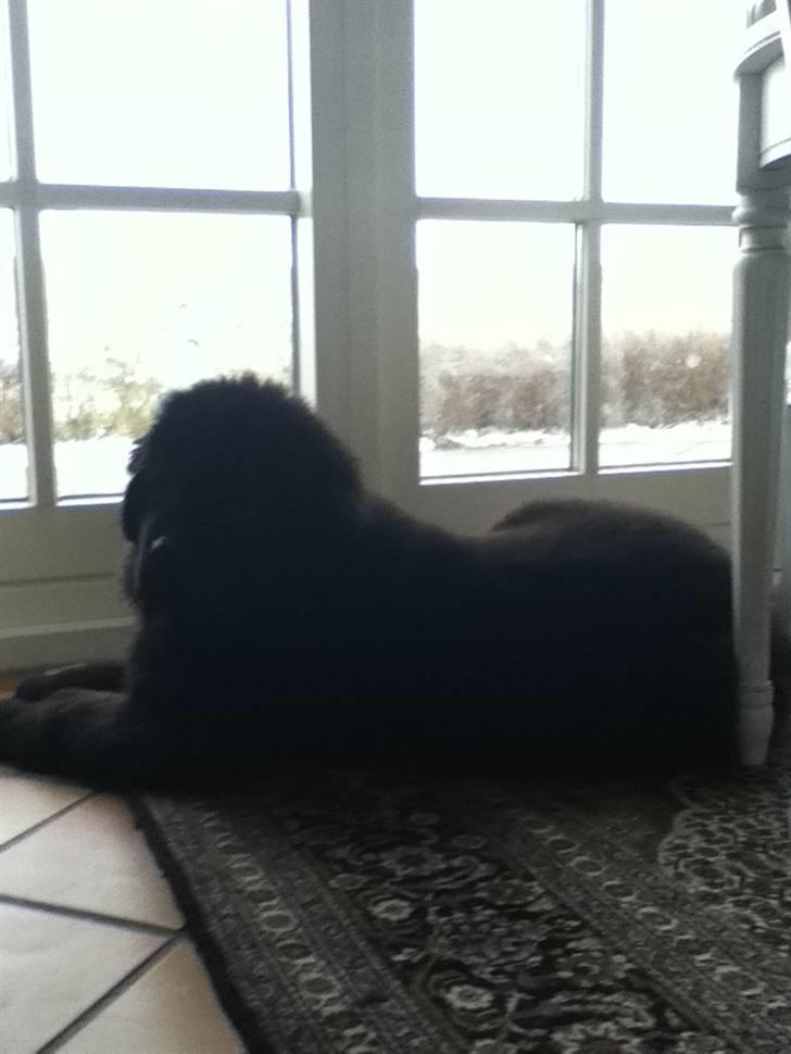 Newfoundlænder Ursulas Zampare (Nufi) - dejlig udsigt ik´ billede 9