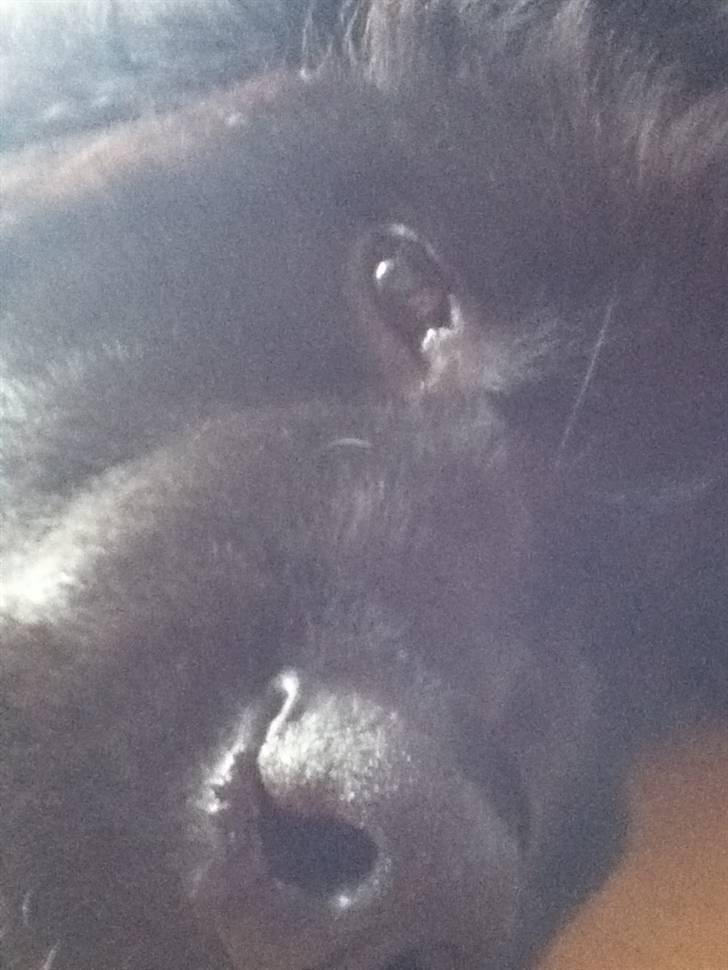 Newfoundlænder Ursulas Zampare (Nufi) - hejsa! billede 10