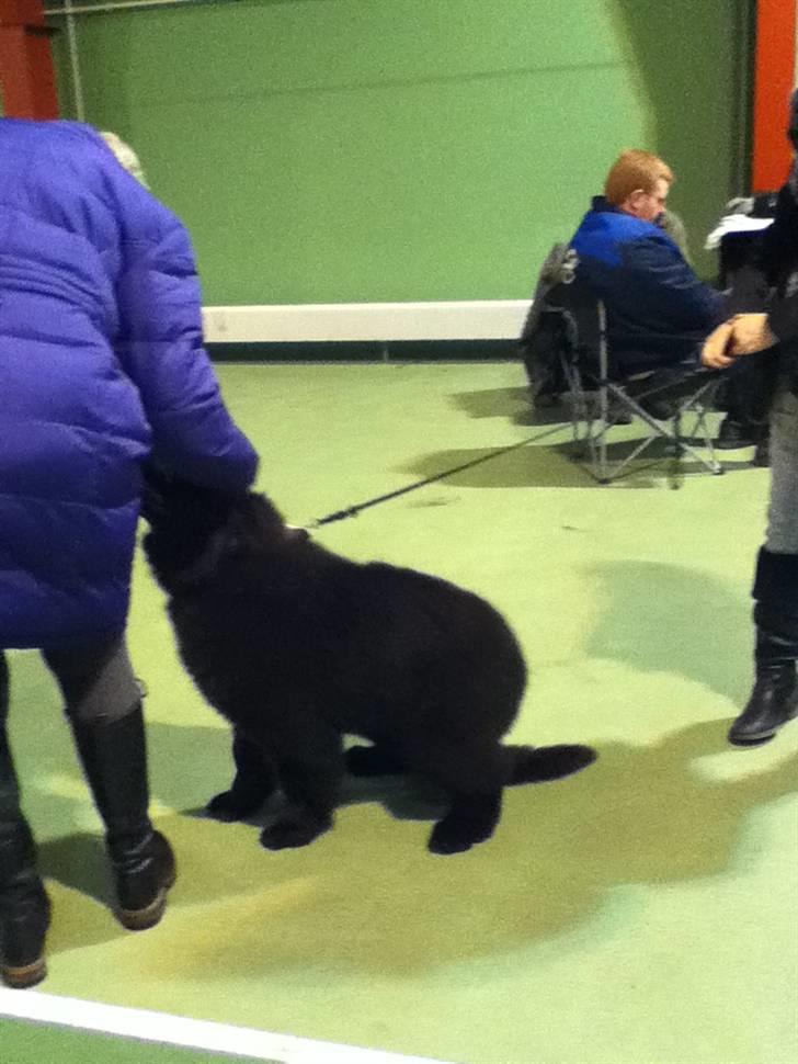 Newfoundlænder Ursulas Zampare (Nufi) - ahh et klap<3 billede 11